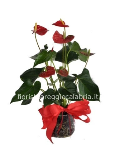 pianta di Anthurium vaso 20