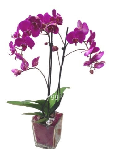 Phaleonopsis senza vaso ceramica