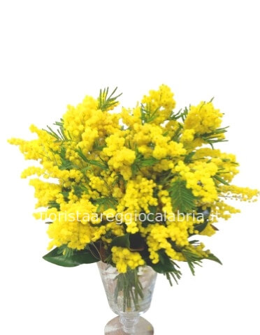 Mazzo di mimosa con confezione rete