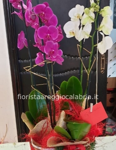 paleonopisis due piante + cestino