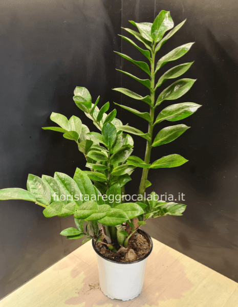 Zamioculcas